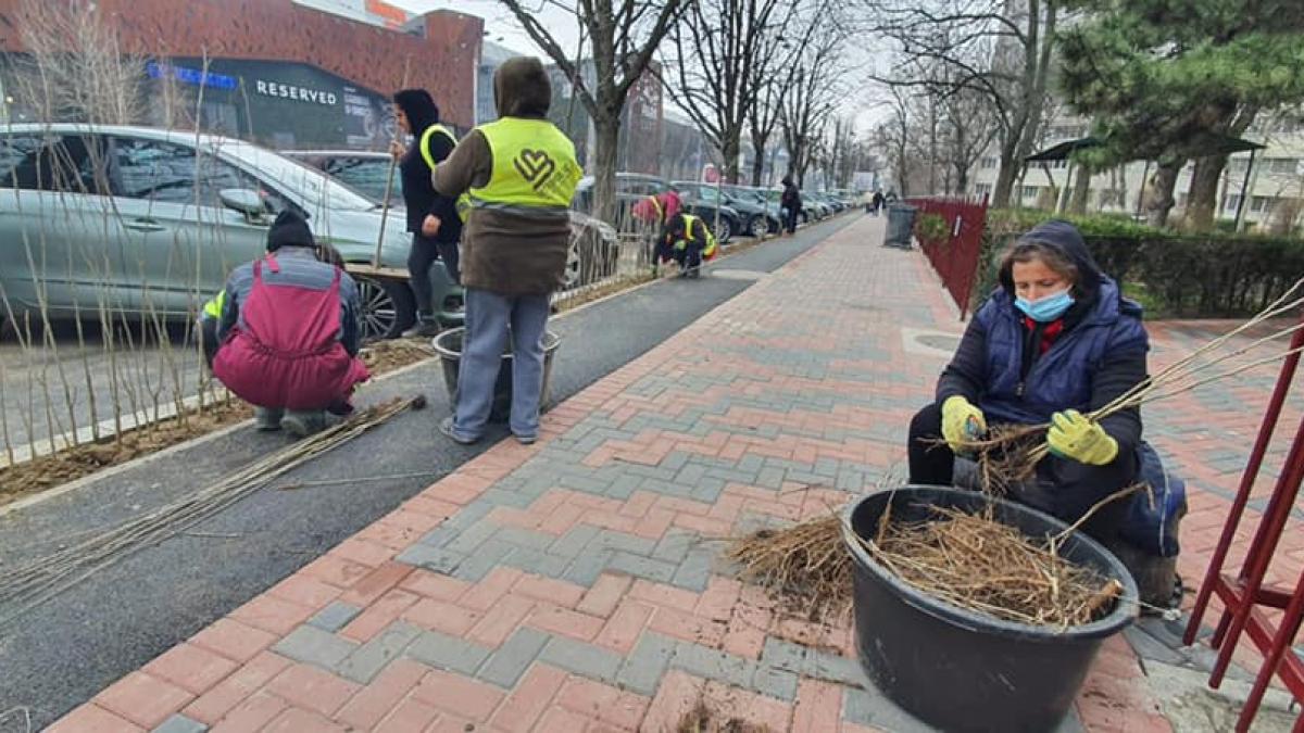 plantare-copaci-sector-3_23778900