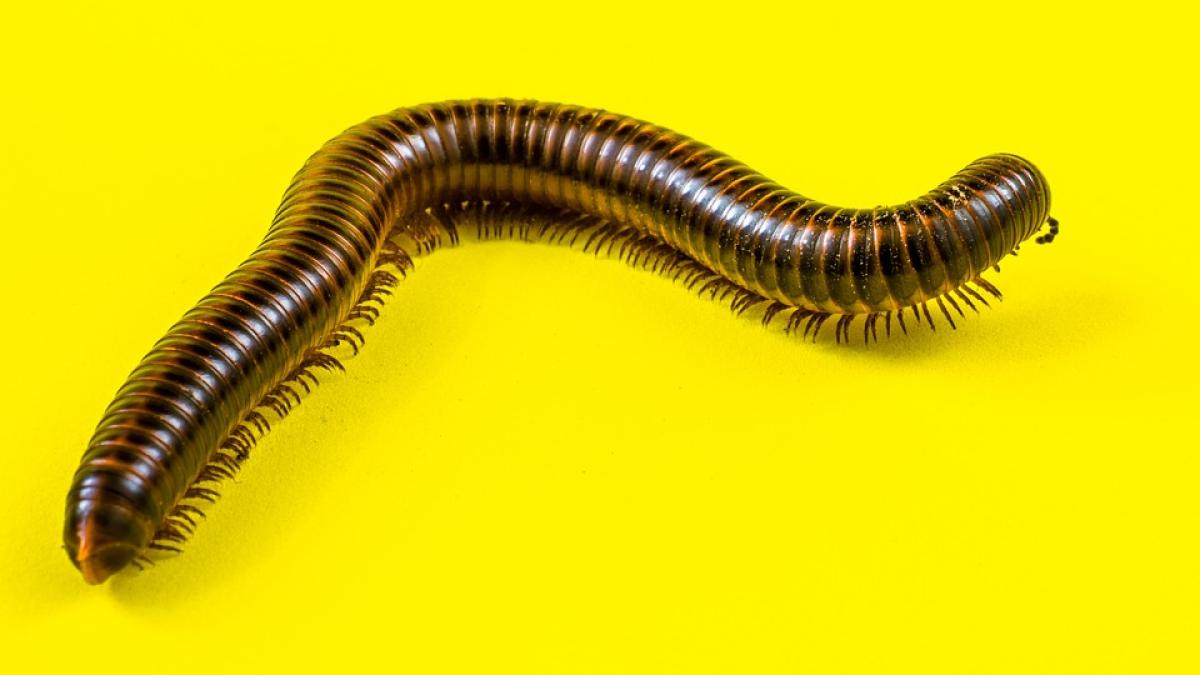 fosila-miliped_08695900