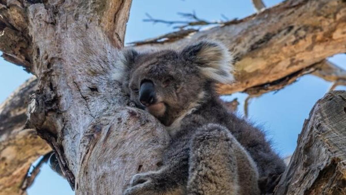 cruzime-ursi-koala-australia_64283100