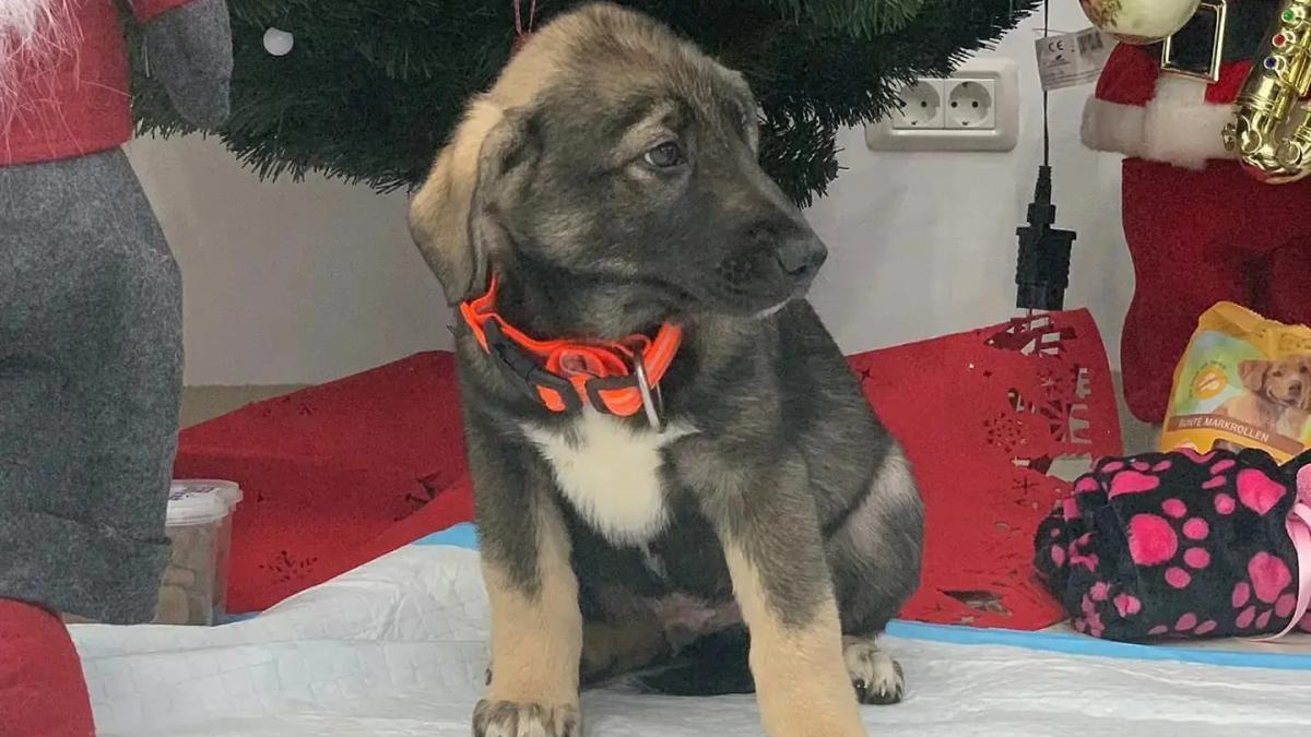 trei-catelusi-adorabili-si-un-motan-mandru-isi-cauta-stapani--kola-kariola-am-vegheat-nopti-si-zile-ca-sa-ii-vedem-mari-1_74852200