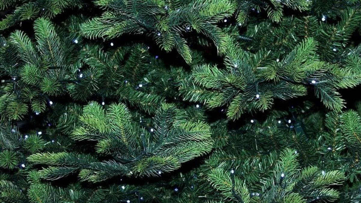 brad-craciun_99112400