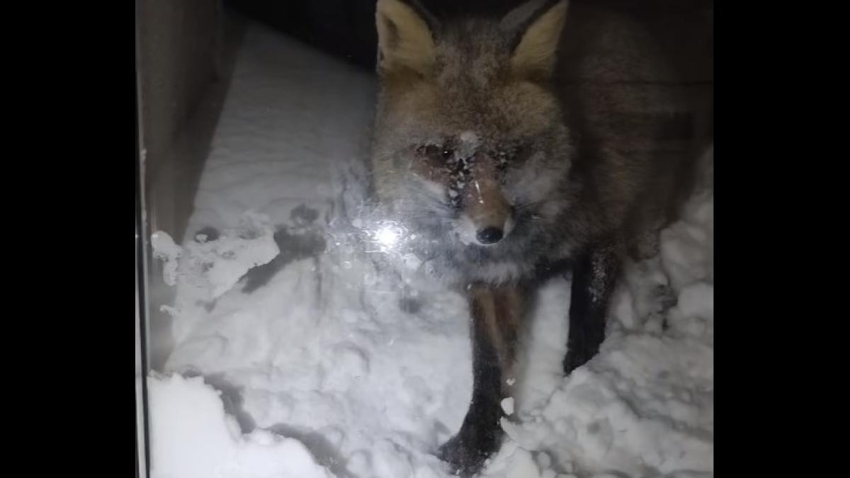 vulpe-varful-omu_27450100