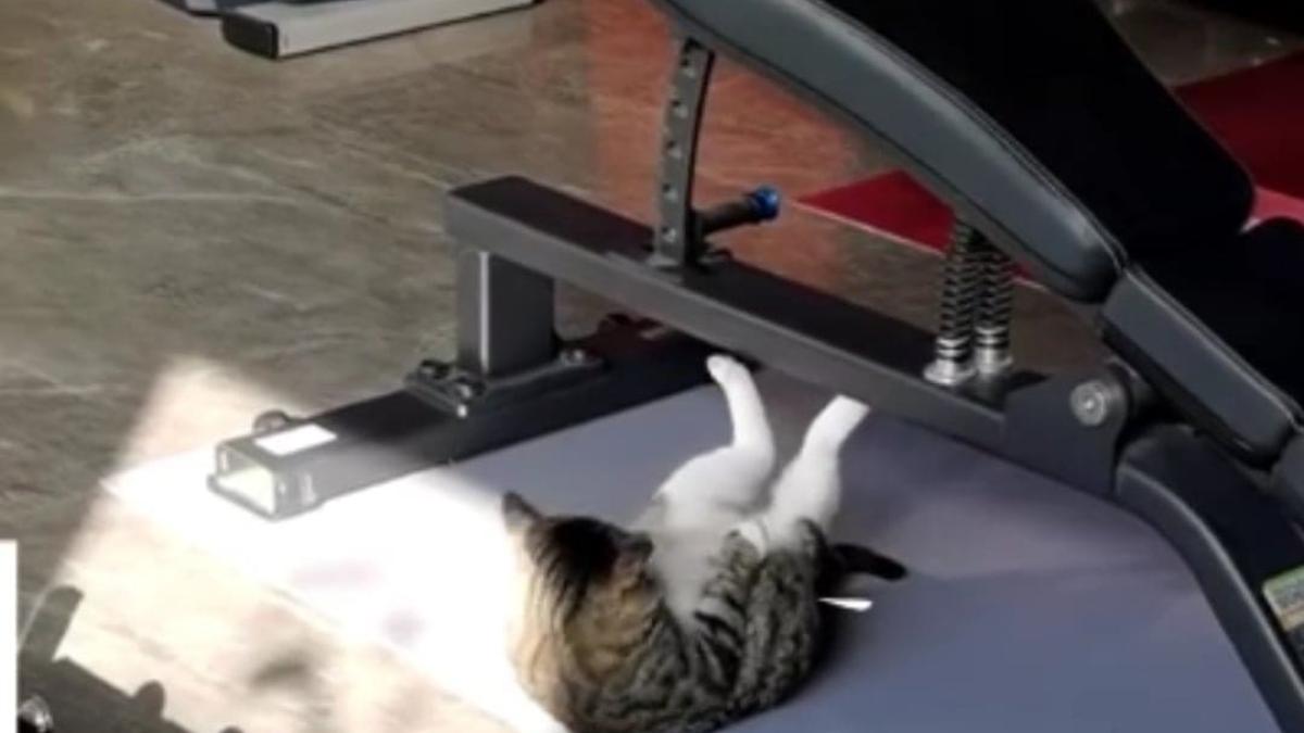 pisica-abdomene-craciun_35673500