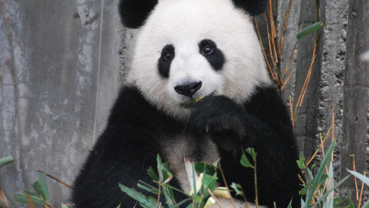 panda_alb_negru_pexels_80466200