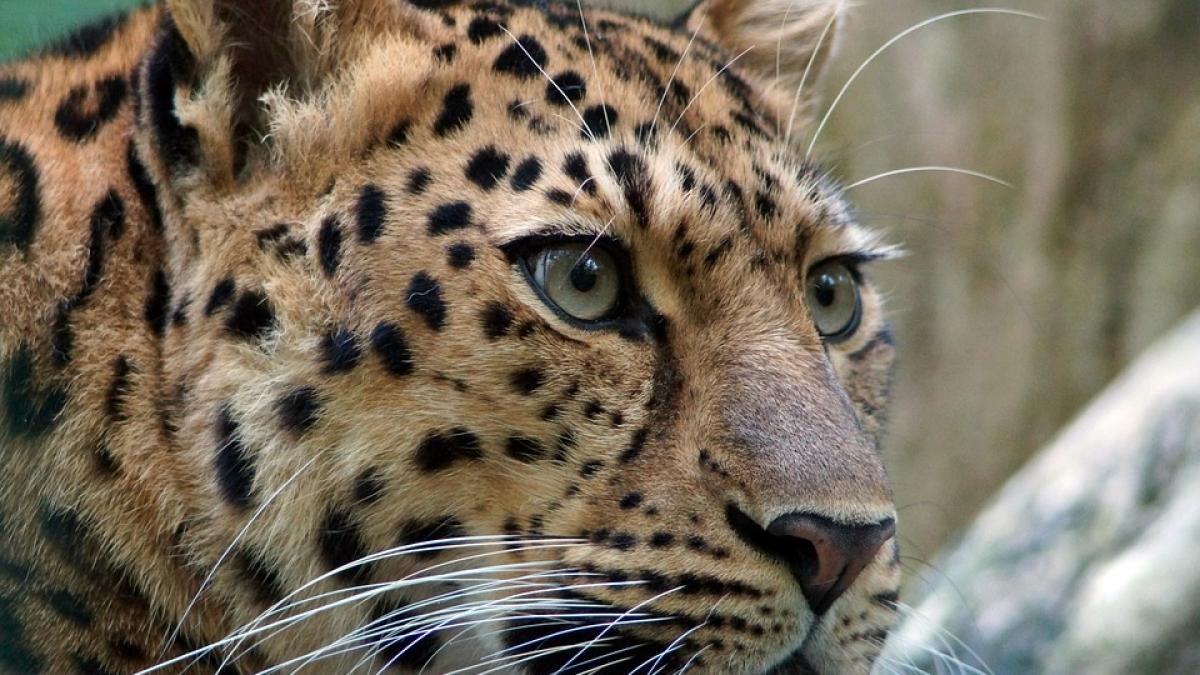 leopard-de-amur_88346300