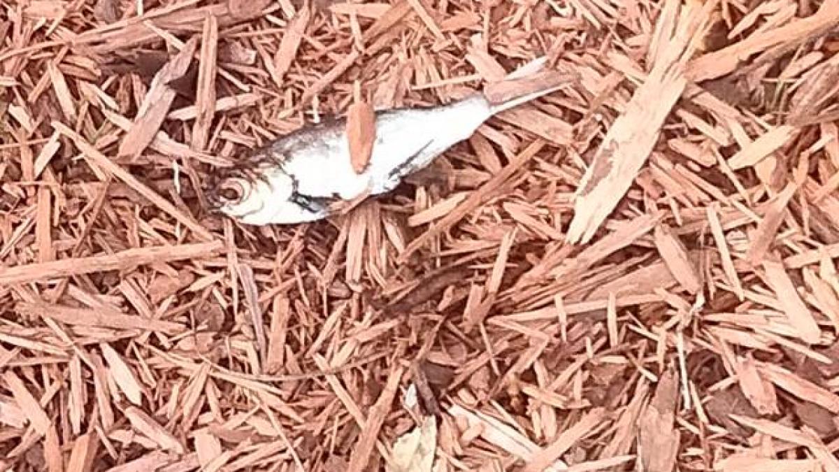 ploaie-pesti-texarkana_66231600