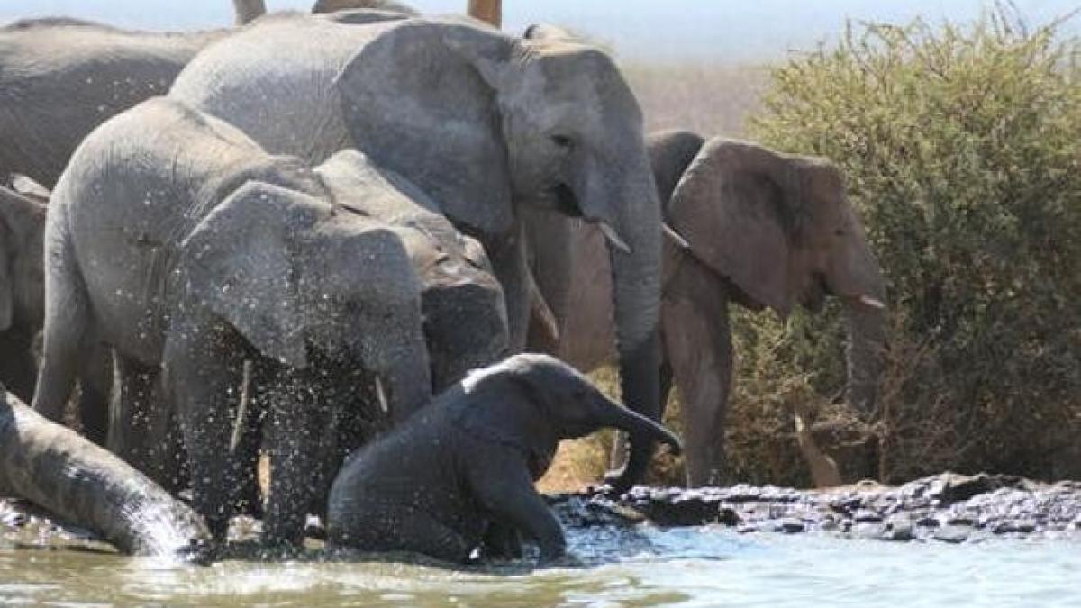 elefanti-salbatici-gard-beton-parc_69126800