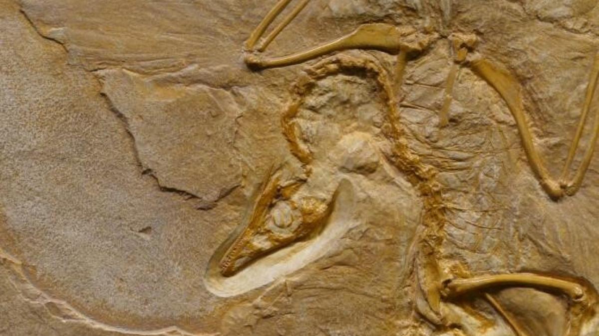 urma-dinozaur-plaja_48101100