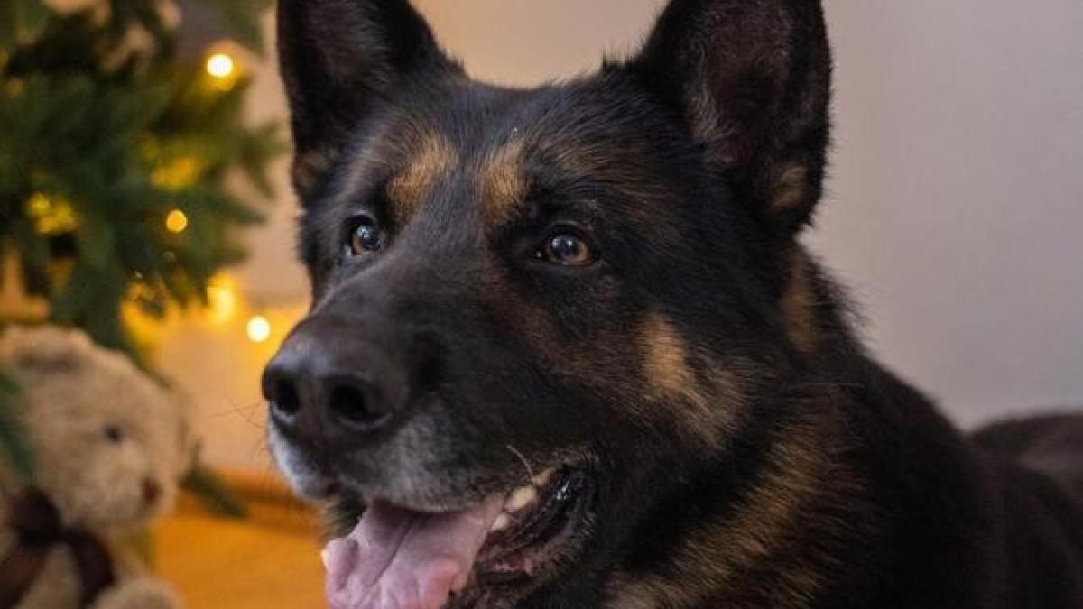 artificii-animele-cosmar_62516400