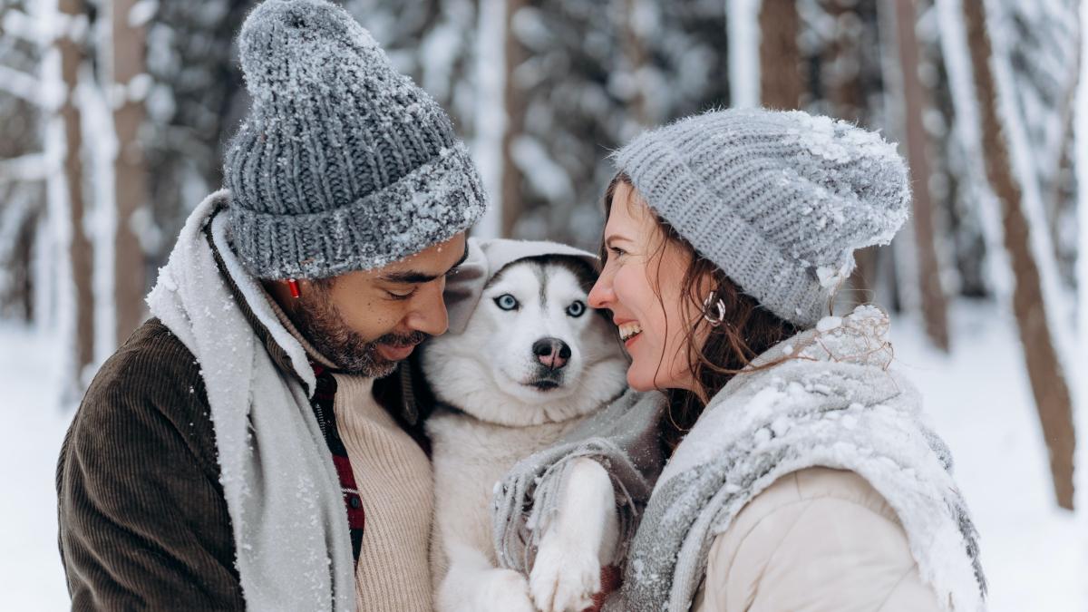 spania_custodie_alternativa_animale_companie_01185100