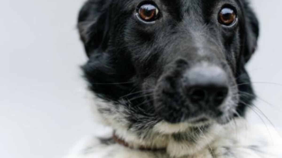 un-caine-si-a-salvat-stapanul--i-a-condus-pe-politistii-la-locul-unde-era-accidentat--pot-sa-compar-asta-cu-o-poveste-reala-din-lassie_01892800