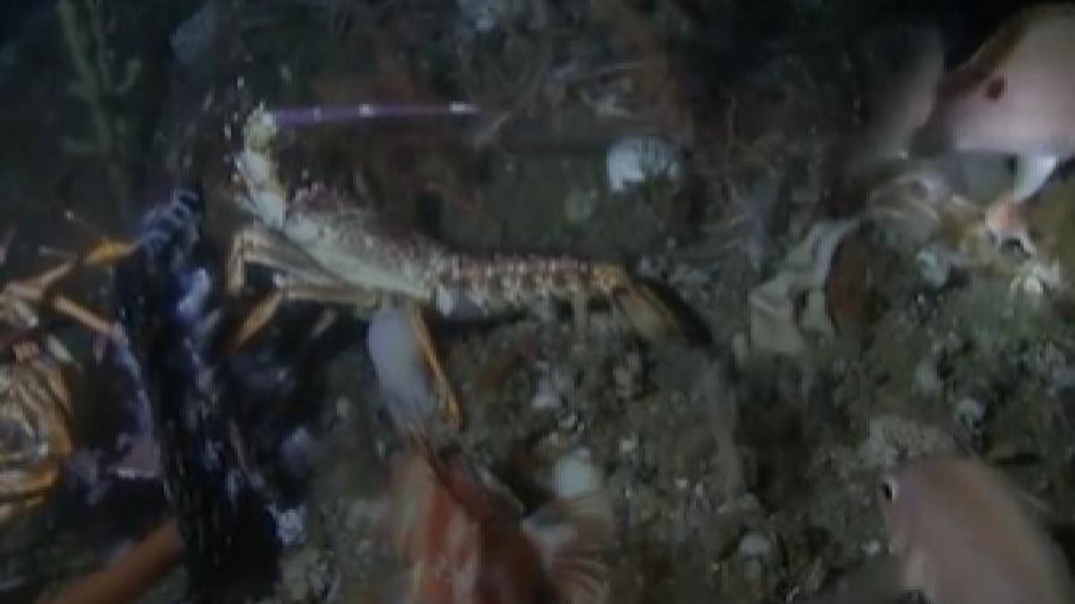 peste-cu-maini--descoperit-pe-fundul-marii--cercetatorii--surprinsi-parea-putin-ciudat--dar-m-am-uitat-atent-si-i-se-vad-mainile_59589700