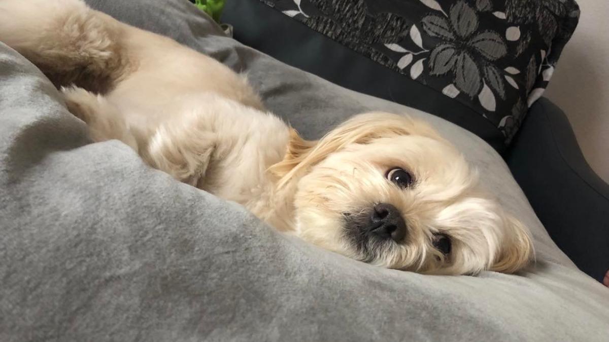 lege-cu-pastrarea-cainelui-sau-pisicii-in-caz-de-divort--romania--cu-14-ani-inaintea-spaniei_28778800