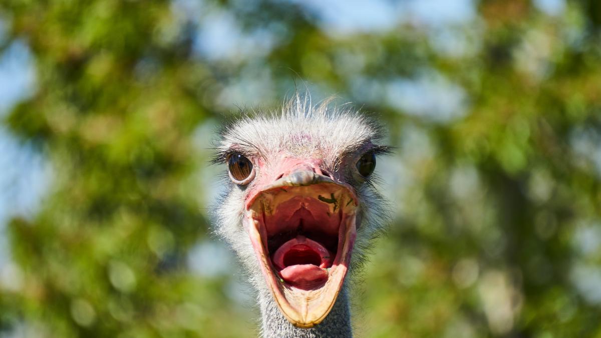 invazie-de-struti-intr-un-oras-din-china_65648300