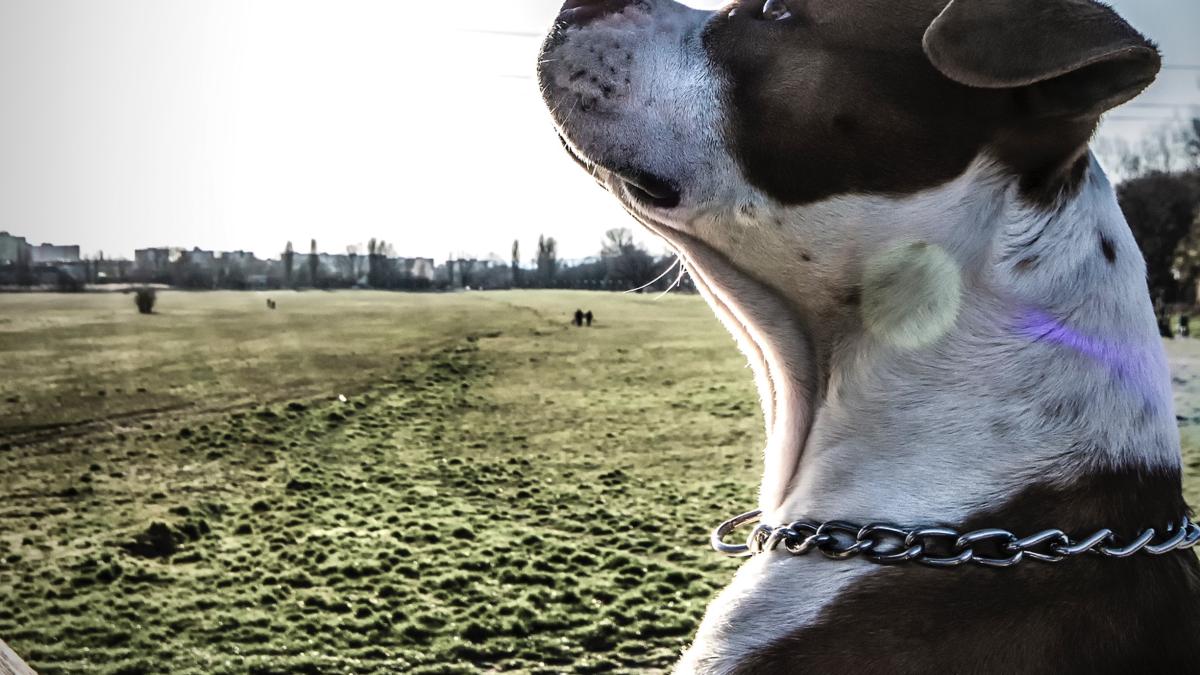 amstaff_pexels_87590600