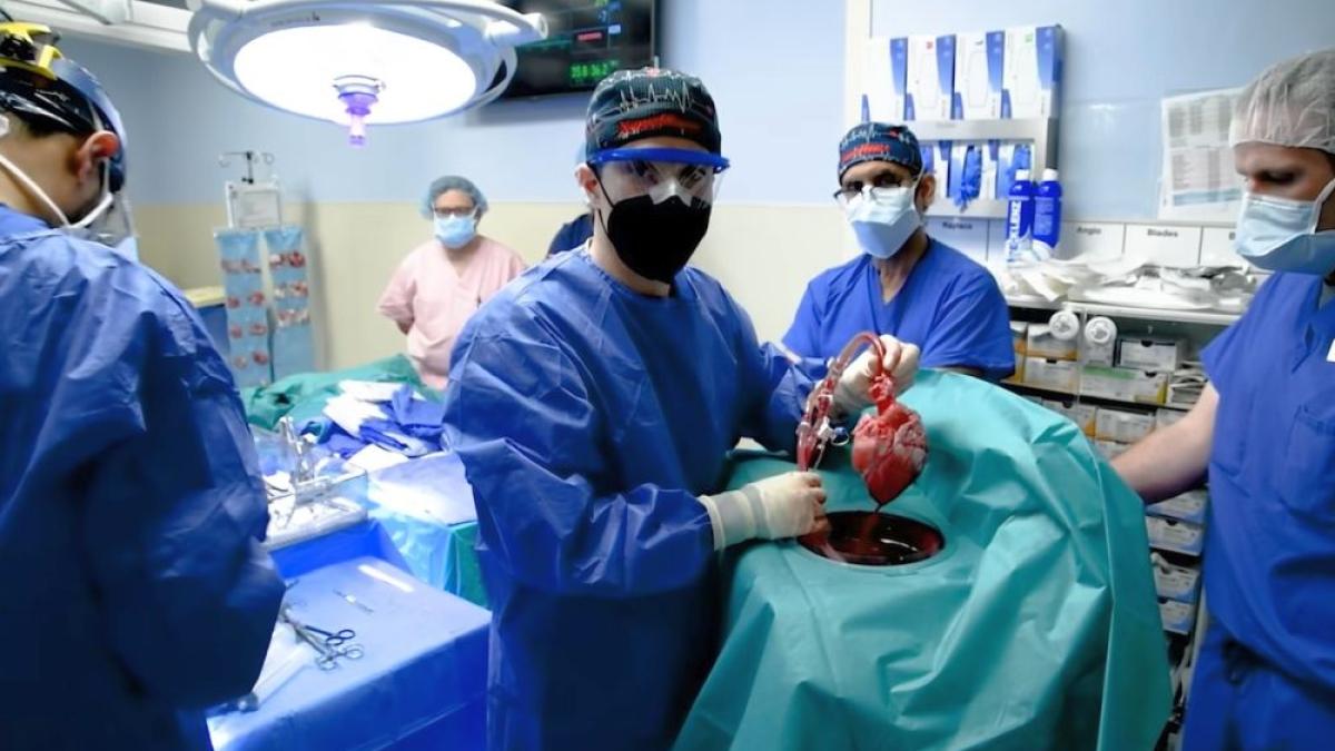 transplantul-de-inima-de-la-porc-la-om--cu-dr--radu-deac-si-dr--razvan-iacob--premiera-mondiala-dezbatuta-la-academia-de-sanatate_19765300