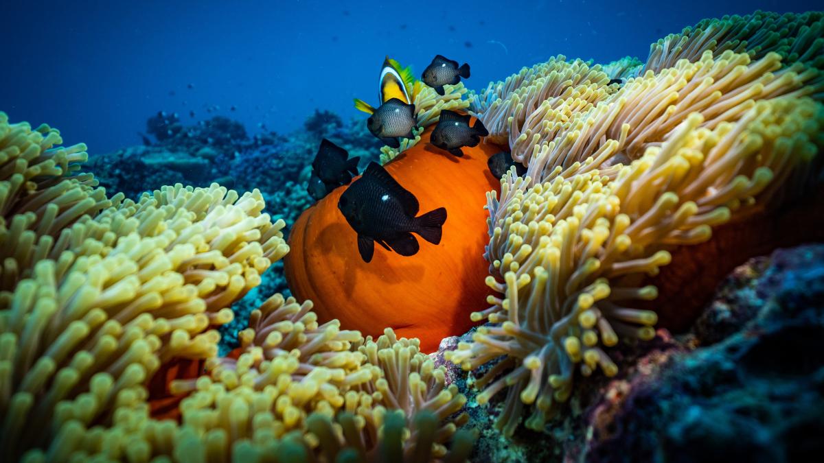 extinctie_masa_cercetatori_pxl_57409700