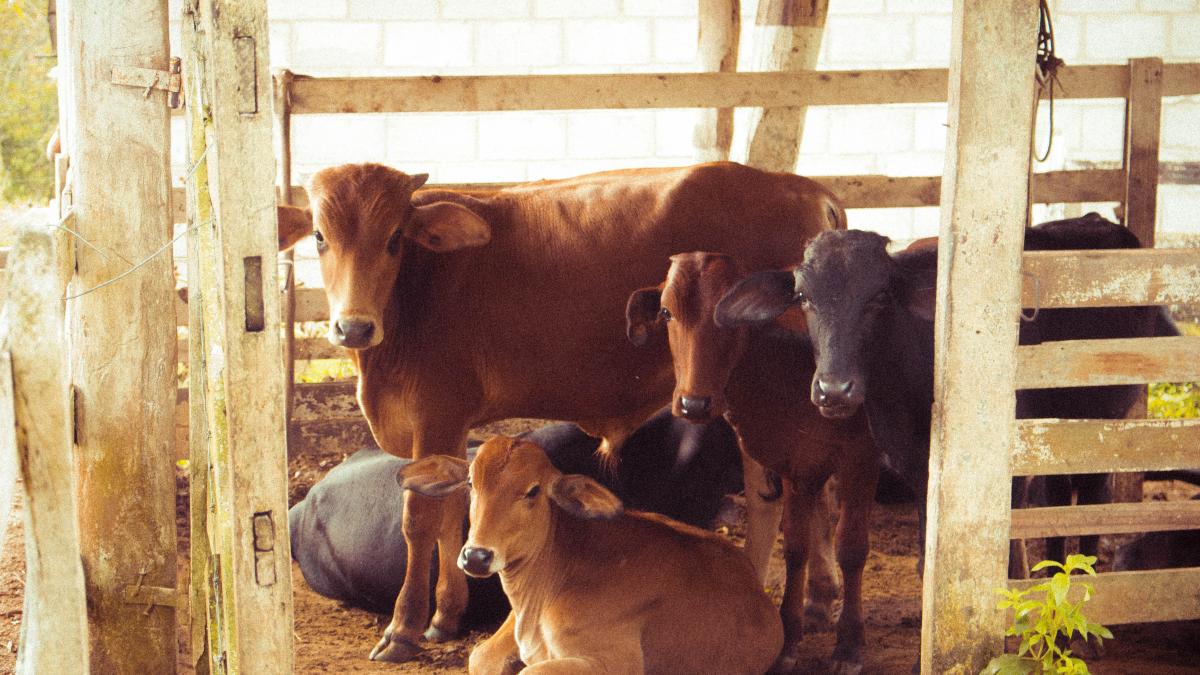 vitel_pexels_59690400