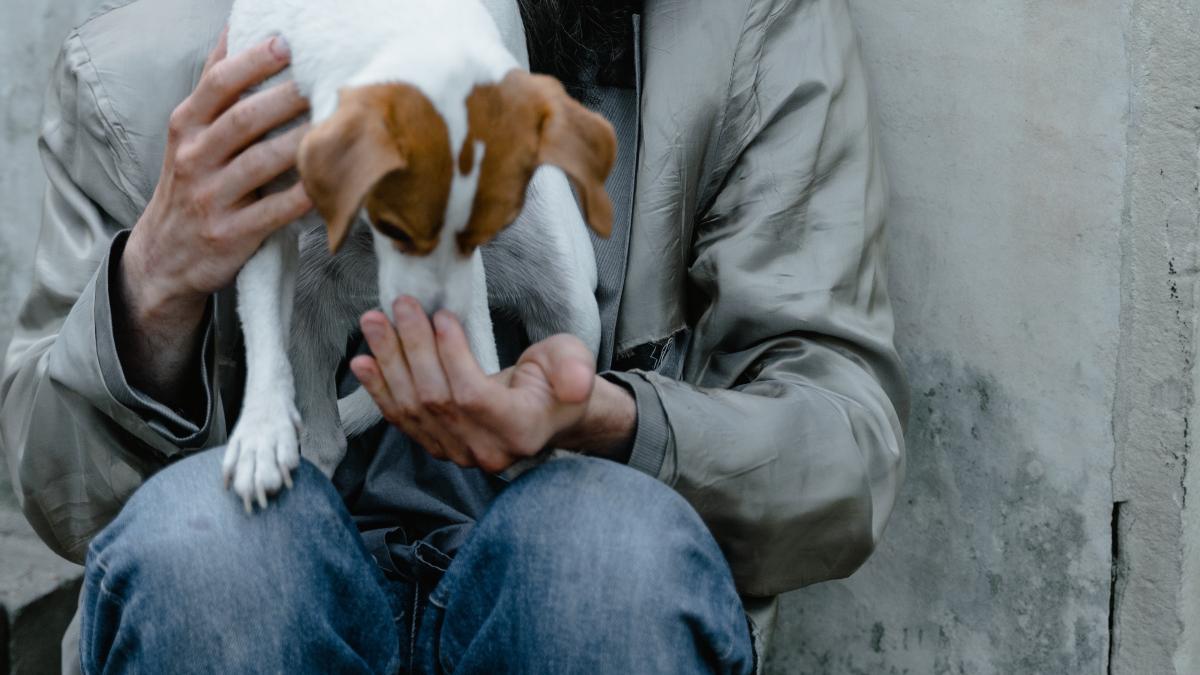 om_fara_adapost_caine_82129800