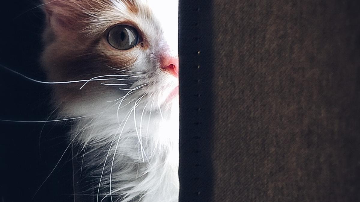 pisici_ucigas_steve_bouquet_pxl_80763300