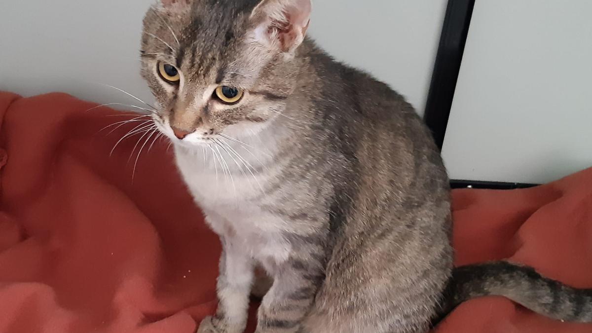 adoptii-animale--motanul-chester--grasa-din-mihailesti-si-alte-doua-suflete-isi-cauta-un-camin--vrei-o-tona-de-iubire--8_46599500