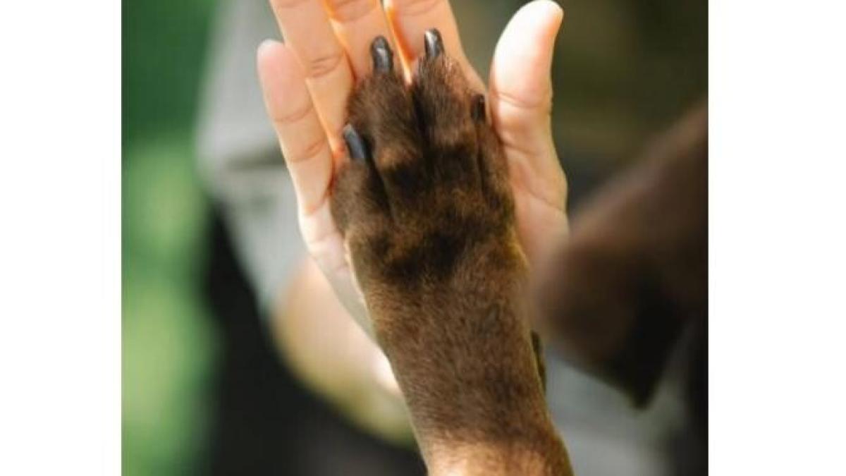 operatie_catel_foto_pexels_83869000