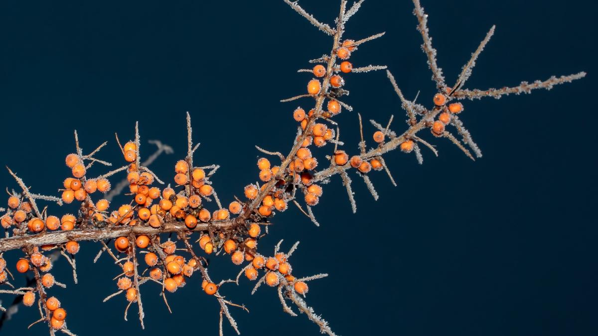 catina-cu-miere_73356900