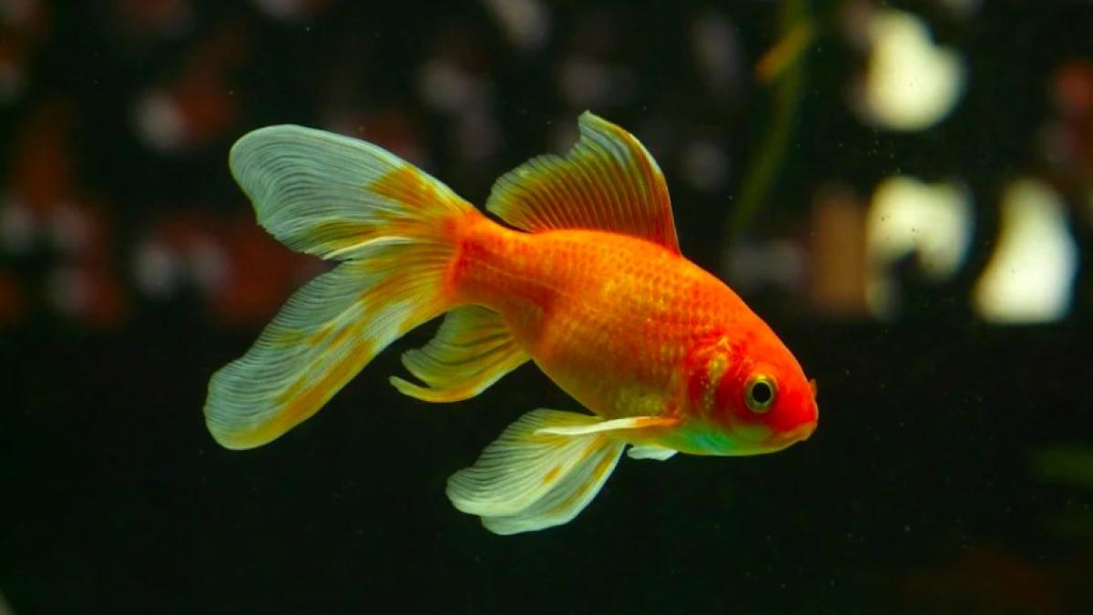 caras_auriu_pestisor_auriu_ilustrativ_acvariu_pxb_84084100