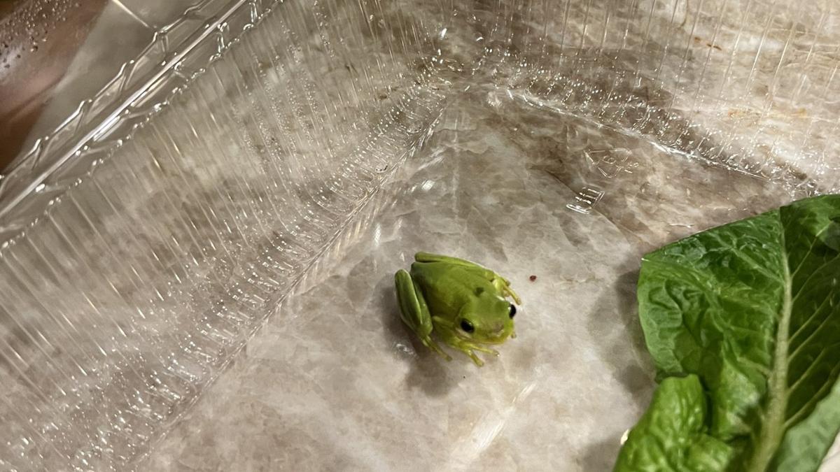 broasca-din-salata_52091900