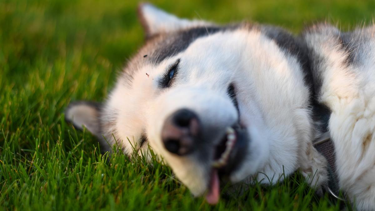 husky_pexels_69373800