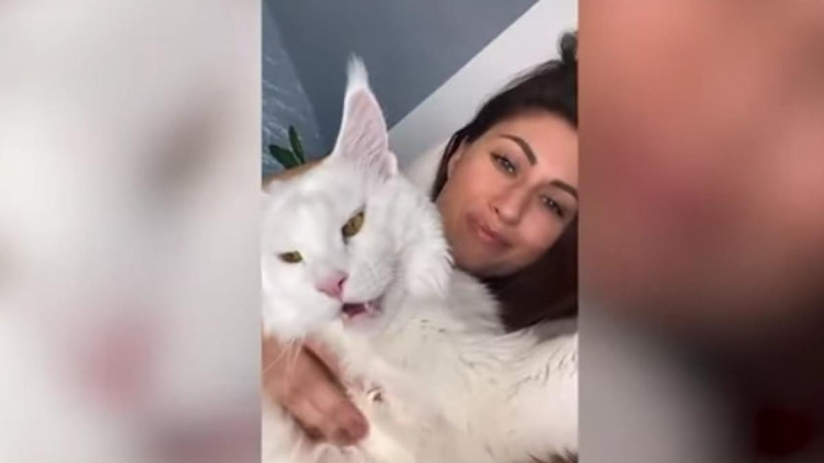 pisica-caine-main-coon_00188200