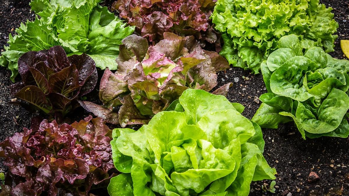 salata-frigider-proaspata_15973000