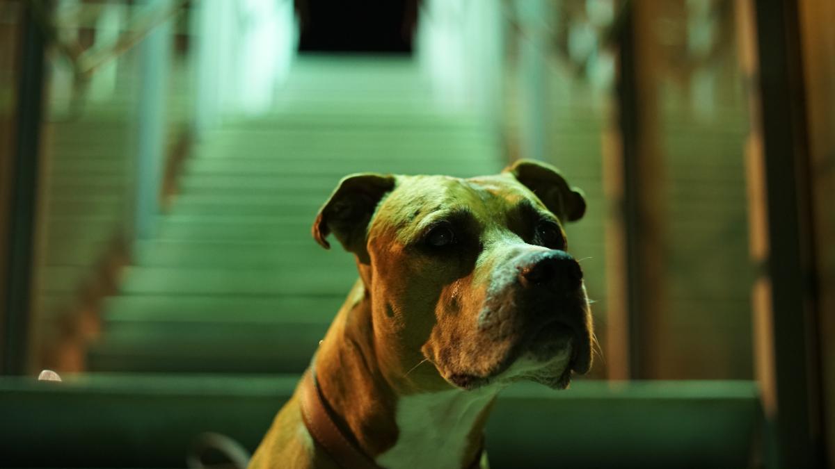 un-copil-a-fost-ucis-de-cainele-familiei_58145200