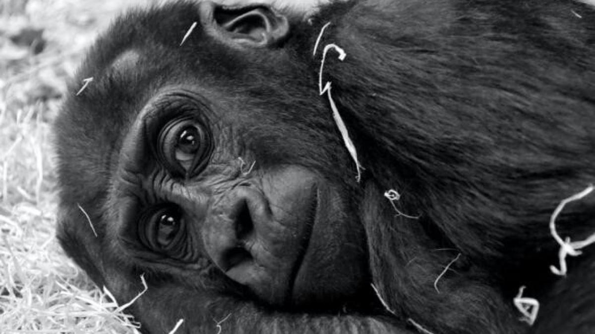 gorila_foto_pexels_07708200