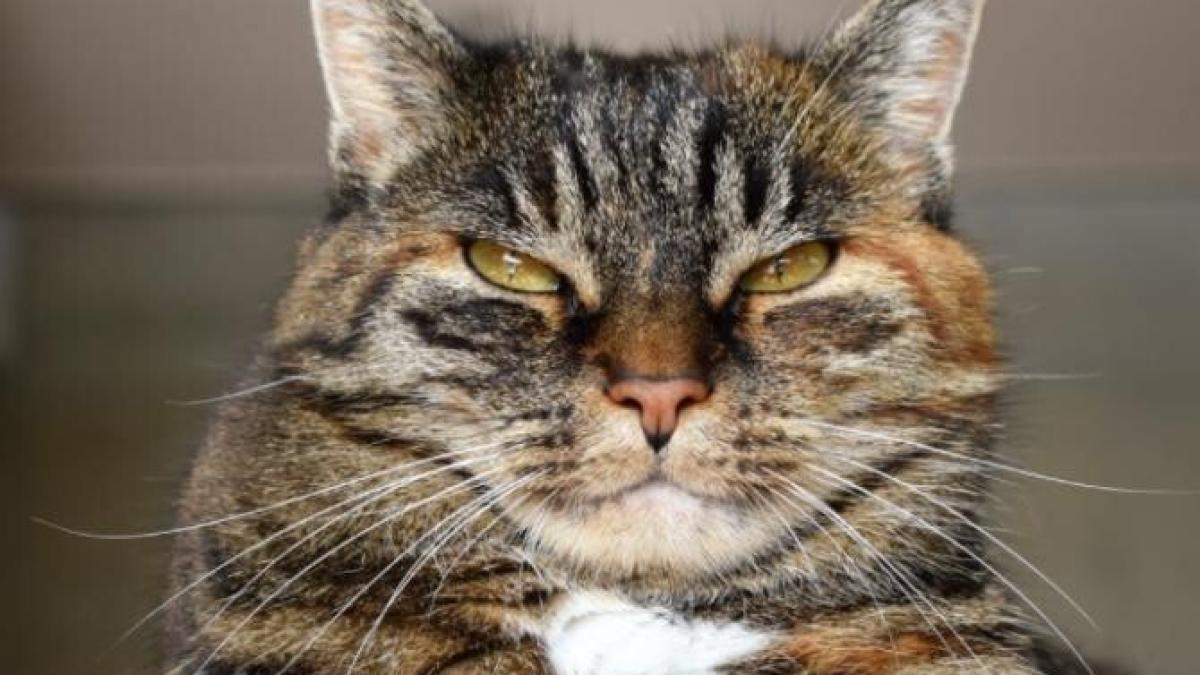 cum-stii-ca-pisica-ta-e-suparata-pe-tine--cele-cinci-semne-care-te-avertizeaza_76820300