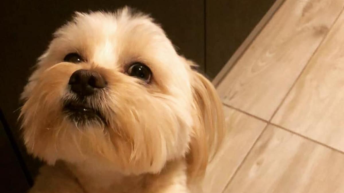 caine-catel-patruped-iuni_16120200