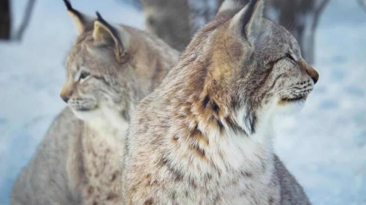 ras-putna-vrancea-pexels_57695400