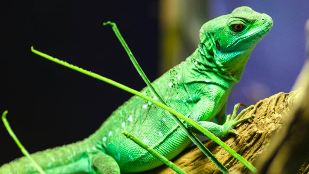 iguana_ilustrativ_pexels_95830800