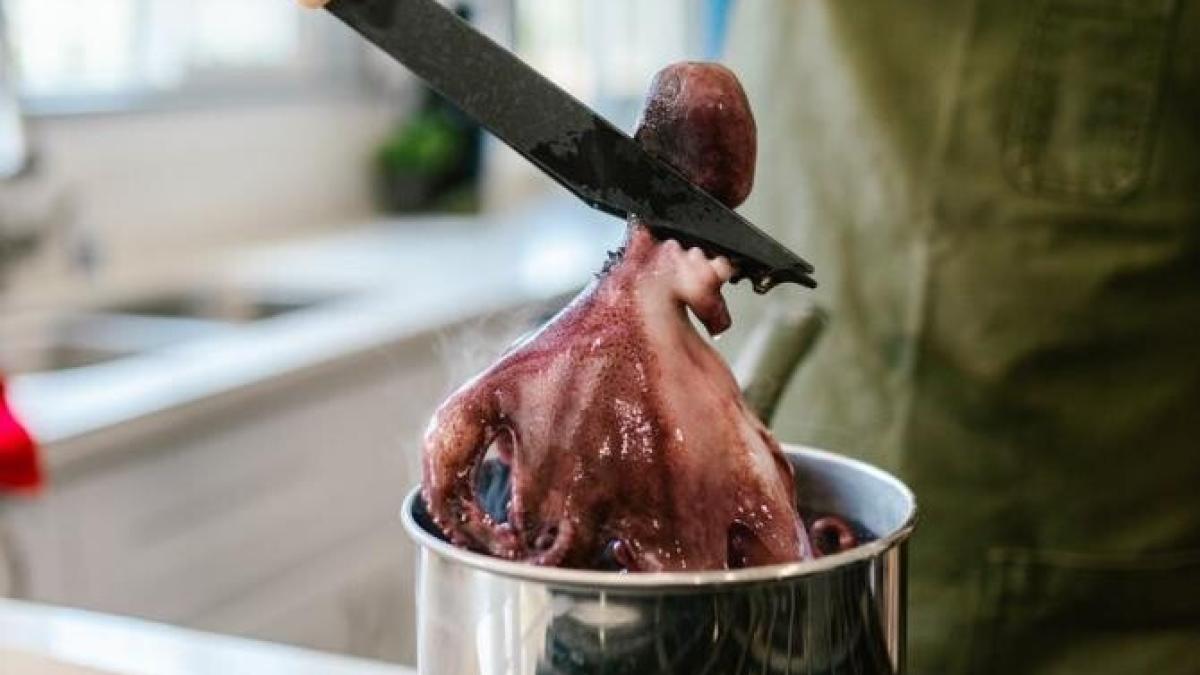 caracatita-vie_65287700