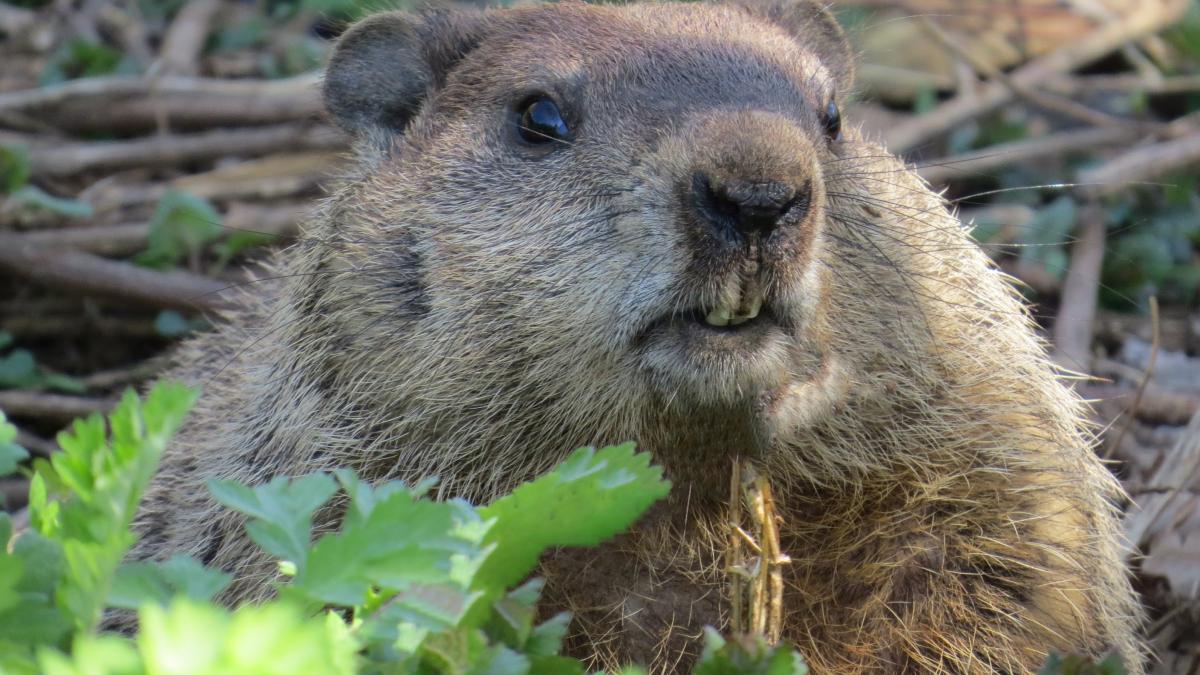 marmota-phil-si-a-veazut-umbra_62329500