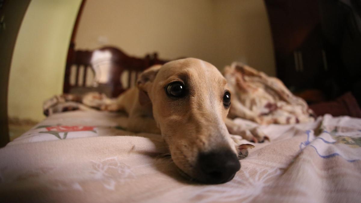 ogar_italian_pexels_63284000