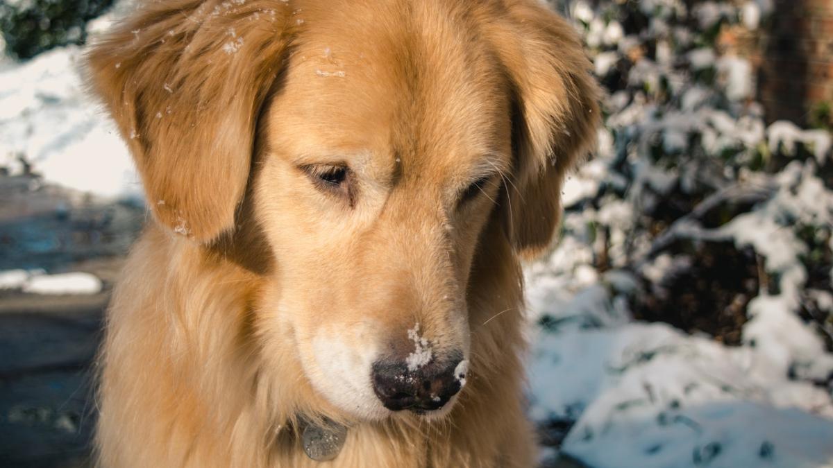ziua-cainilor-golden-retriver--cele-mai-tari-imagini-cu-blanosii-aurii-sunt-adorabili-video-16_00279000