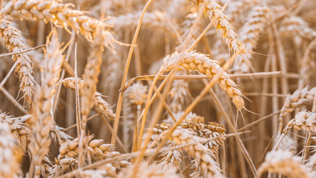 grau_pexels_45727900