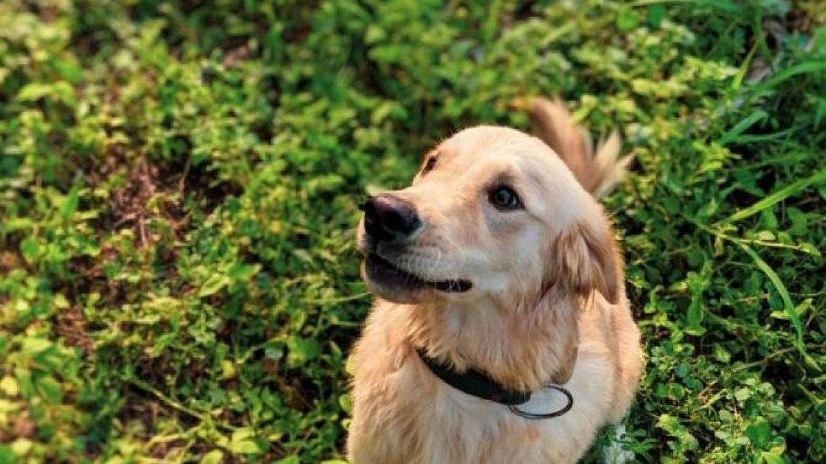 golden_retrivier_foto_pexels_72919600