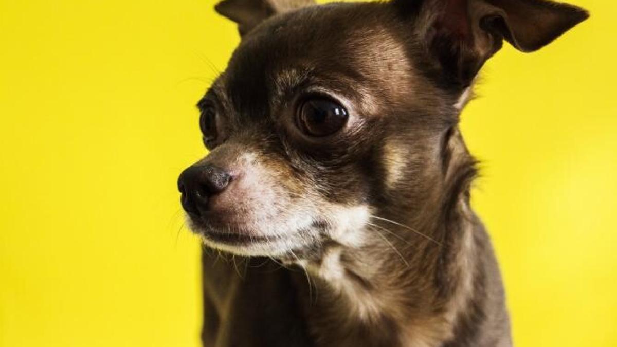 chihuahua_foto_pexels_87035200