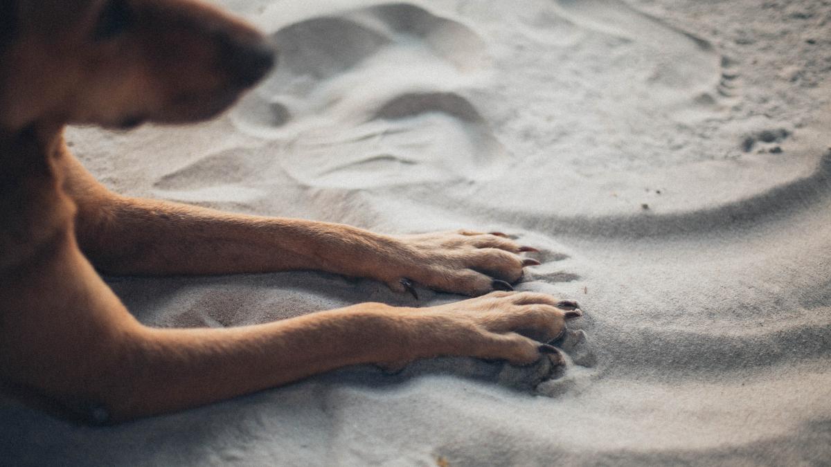 caine_pexels_10030200