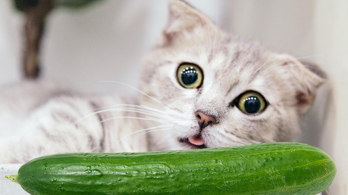 pisica-speriata_13219900