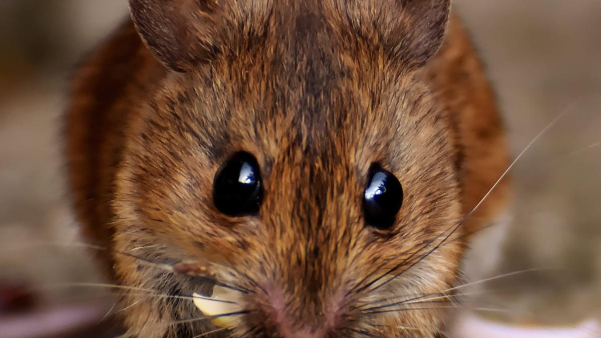 pexels-alexas-fotos-2189599_65002100