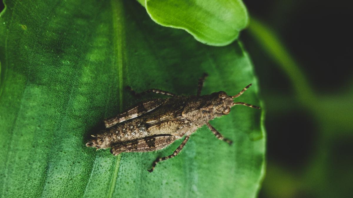 greiere_de_casa_pxl_19235600