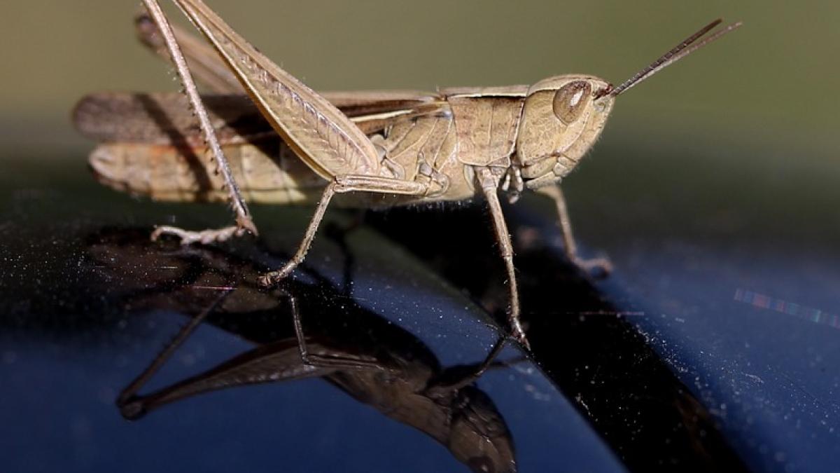 greiere-aliment-cum-se-prepara-gust_89420400